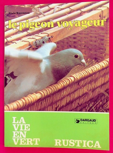Pigeon voyageur - pigeon,