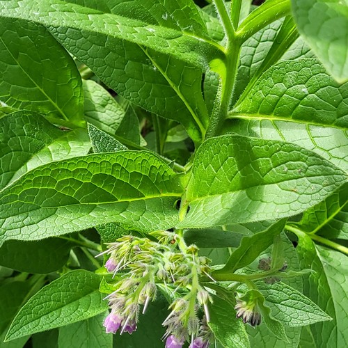 Russian bocking symphytum - bocking, (symphytum