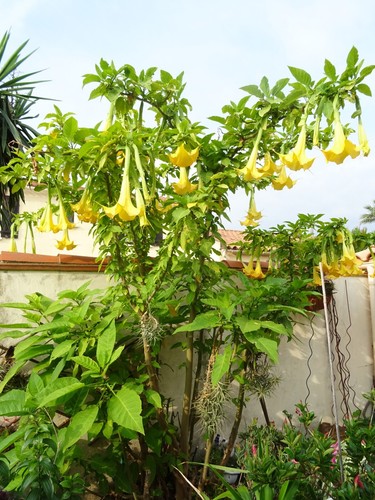 Boutures raçinées datura - raçinées, de