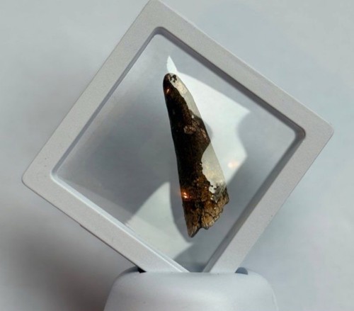 Dent spinosaure dinosaure - dent,