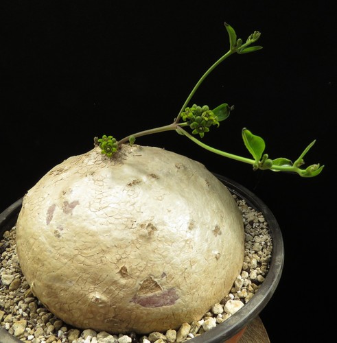 Raphionacme burkei 15cm