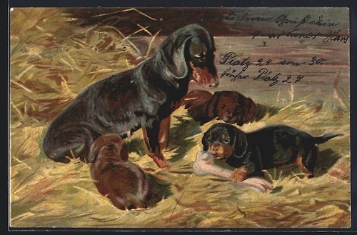 Teckel avec ses chiots - ,, carte