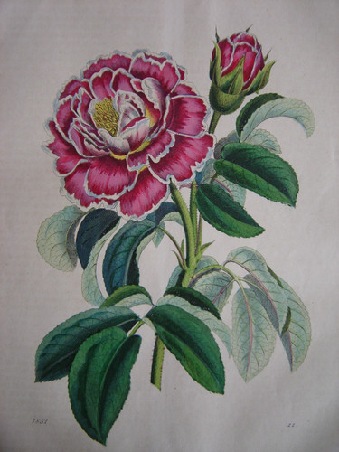 Belle gravure ancienne - , de