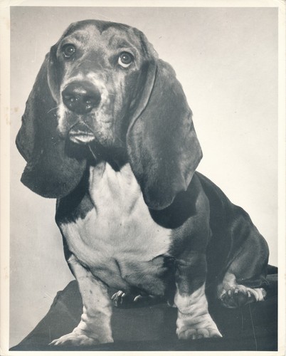 Basset hound 1950 chien - basset,