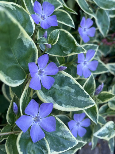 Vinca major variegata - , x10