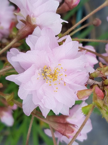 Prunus incisa oshidori - incisa, 'oshidori'