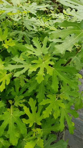 Ficus carica longue août - ficus, 'longue