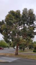 Eucalyptus gunnii / Gommier