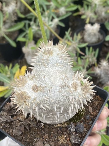 Pachypodium brevicaule - , ×