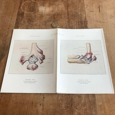 antique engraving anatomy N124 human body cabinet of curiosity 