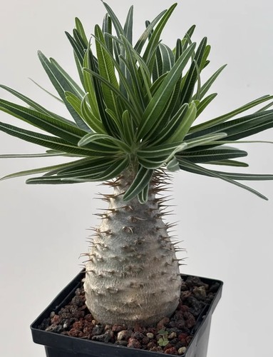 Pachypodium rosulatum var