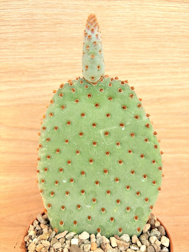 Opuntia basilaris pot cm - basilaris,, 10