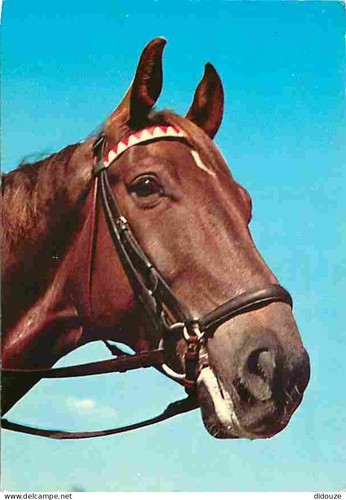 Postcard animals horses - -,