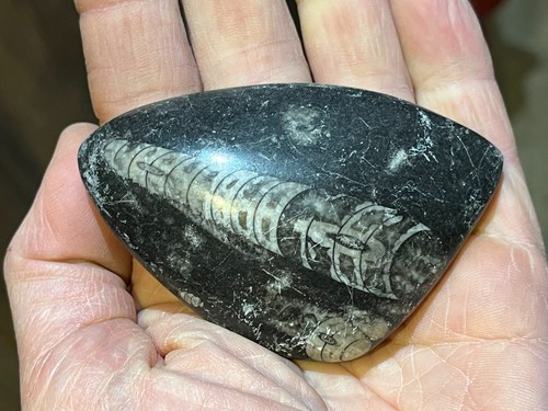 Fossile orthoceras pierre - fossile,
