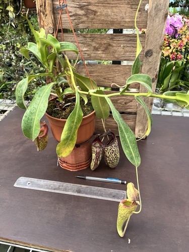 Nepenthes maxima talagensis - nepenthes,