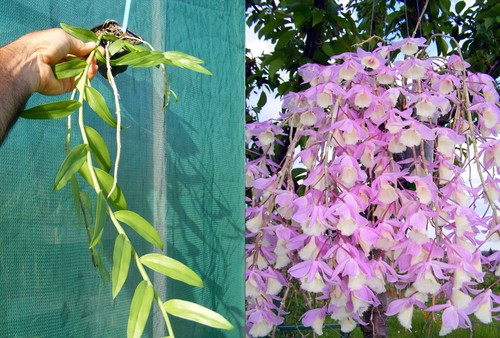 Dendrobium pierardii - , x