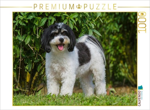 Puzzle calvendo bichon - puzzle,