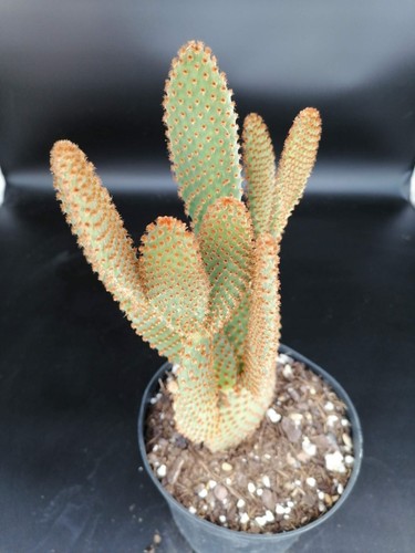 Opuntia microdasys var rufida - opuntia, var.