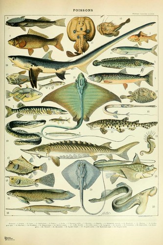 Sharks fish poissons - sharks,