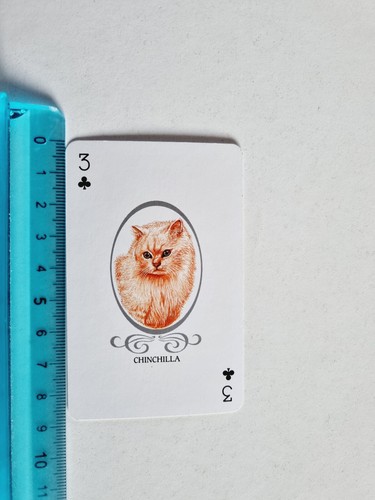 Chinchilla cats gatto carte - gatto,