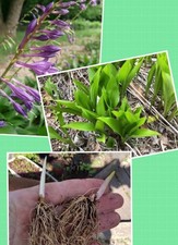 Hosta couleur lilas,parfumés 