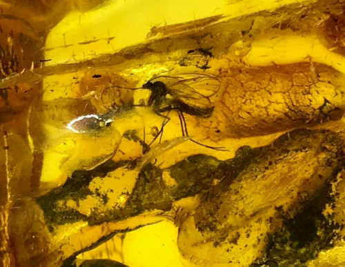 Pièce ambre avec - ambre, inclusion