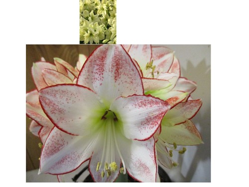 Amaryllis seed lemon - amaryllis, star