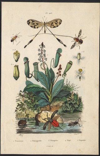 1839 gravure aquarellée - 1839,