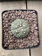 Astrophytum Asterias  Kikko