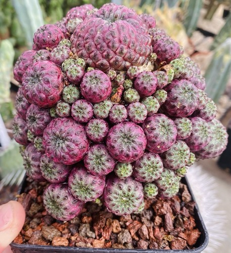 Sulcorebutia rauschii cactus - sulcorebutia,