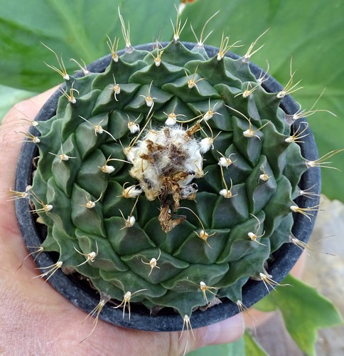 Obregonia denegrii cactus - ,