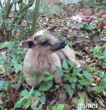 NEW Lamb Lamb Lamb Kid Baby Naturalized Taxidermy Curiosity No. A 4