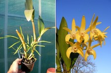 Dendrobium speciosum Brimbank