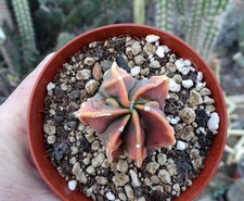 ASTROPHYTUM FUKURYU KOH YO