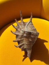 Vintage Lambis Shell - Retro Marine Decoration - Collectible