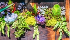 🌿💚 50 Plantes Grasses