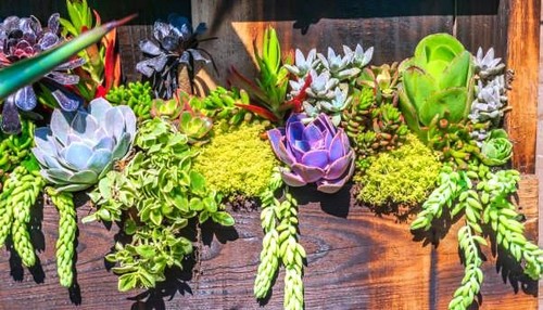 50 plantes grasses - 🌿💚,