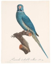 Jacques BARRABAND / Rose-ringed parakeet Perruche a double collier
