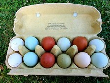 12 Oeufs De Poules Pondeuses