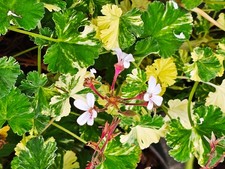 Pelargonium x fragrans 'White'