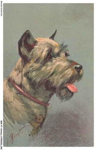 Bdrp7 0545 animaux chien - bdrp7-0545-animaux,