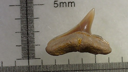 Shark tooth dent requin - -,