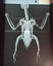 X-rays Films Lot, 15 films, 14"x17", exotic animals, ferret bird rabbit reptile