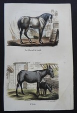 BUFFON début 19ème - Gravure