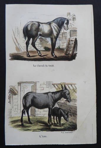 Buffon début 19ème gravure - 19ème,