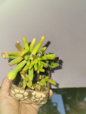 🏜 CRASSULA OVATA "LADY