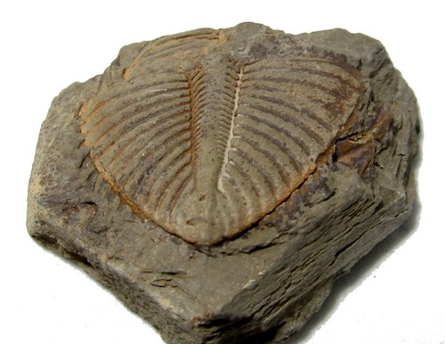 Colle trilobite fossile de - de, trilobite,