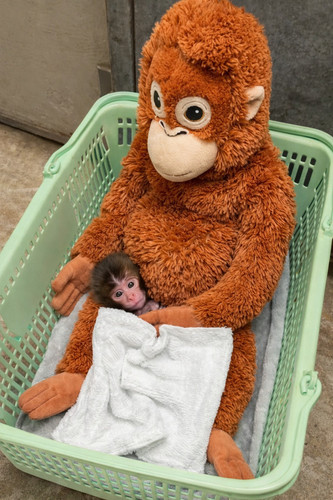 Ikea djungelskog orangutan - ikea,