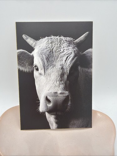 Affiche murale vache - murale, noir