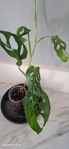 Monstera adansonii bouture - , 37